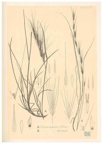 Reproducción/Reproduction 48308429196: The indigenous grasses of New Zealand.. Wellington, N. Z.,by authority, G. Didsbury, Govt. Printer,1878-1880.. 
