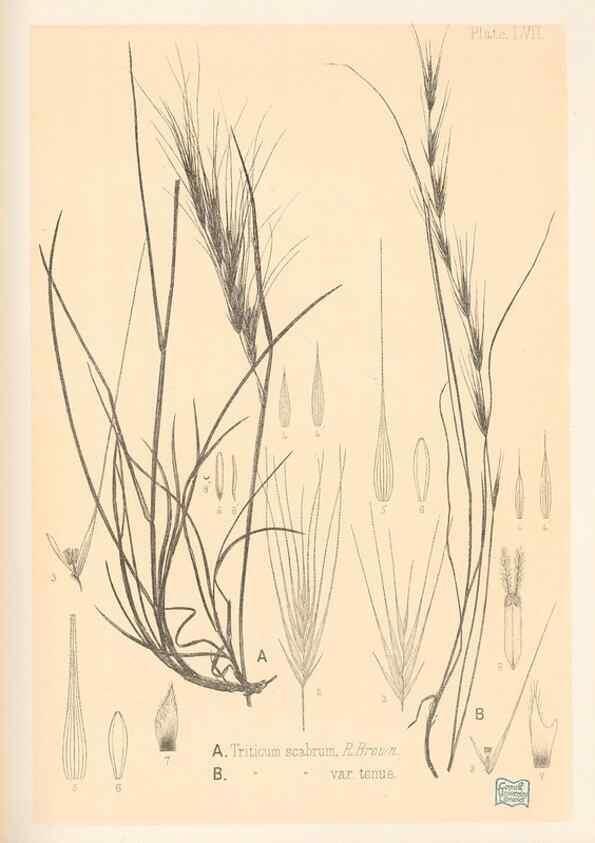 Reproducción/Reproduction 48308429196: The indigenous grasses of New Zealand.. Wellington, N. Z.,by authority, G. Didsbury, Govt. Printer,1878-1880.. 