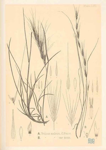 Reproducción/Reproduction 48308429196: The indigenous grasses of New Zealand.. Wellington, N. Z.,by authority, G. Didsbury, Govt. Printer,1878-1880.. 