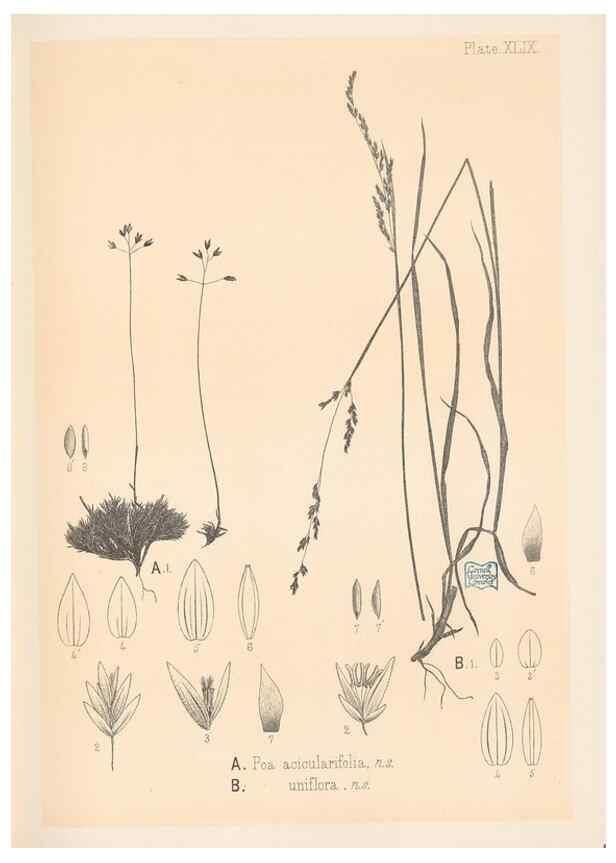 Reproducción/Reproduction 48308425951: The indigenous grasses of New Zealand.. Wellington, N. Z.,by authority, G. Didsbury, Govt. Printer,1878-1880.. 