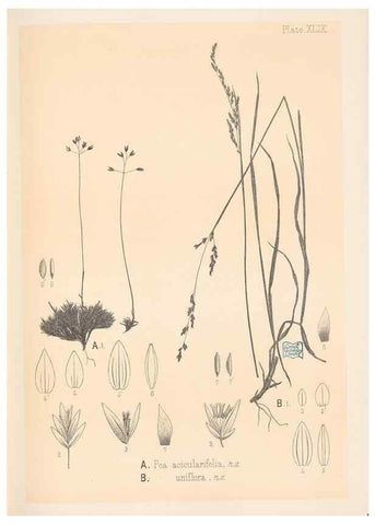 Reproducción/Reproduction 48308425951: The indigenous grasses of New Zealand.. Wellington, N. Z.,by authority, G. Didsbury, Govt. Printer,1878-1880.. 