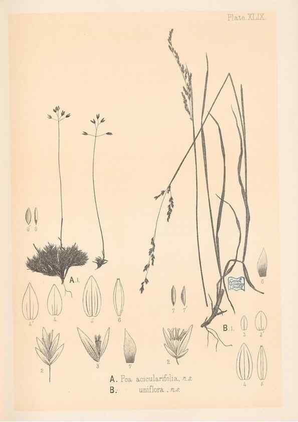 Reproducción/Reproduction 48308425951: The indigenous grasses of New Zealand.. Wellington, N. Z.,by authority, G. Didsbury, Govt. Printer,1878-1880.. 