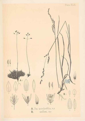 Reproducción/Reproduction 48308425951: The indigenous grasses of New Zealand.. Wellington, N. Z.,by authority, G. Didsbury, Govt. Printer,1878-1880.. 