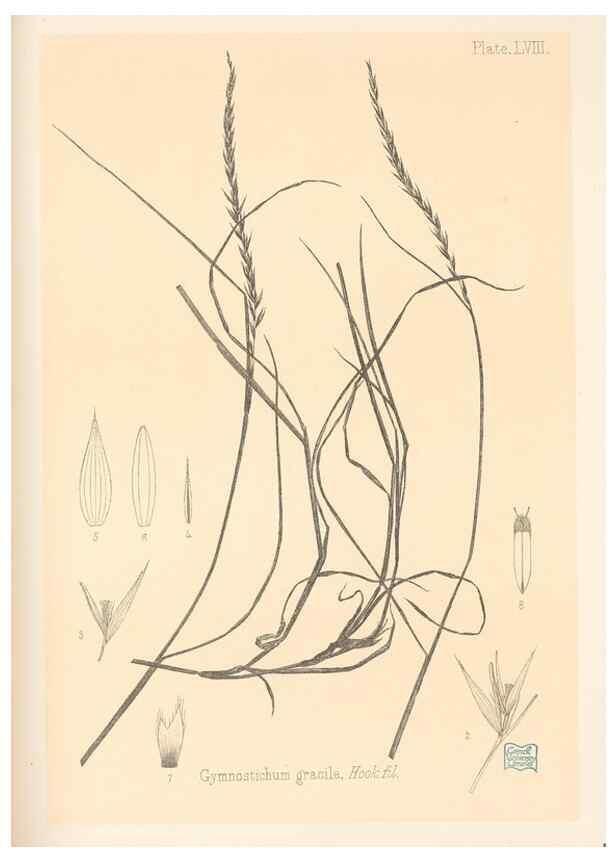 Reproducción/Reproduction 48308542767: The indigenous grasses of New Zealand.. Wellington, N. Z.,by authority, G. Didsbury, Govt. Printer,1878-1880.. 