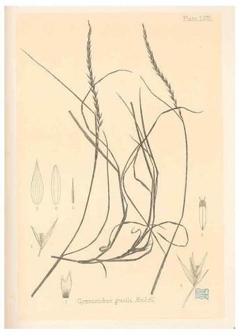 Reproducción/Reproduction 48308542767: The indigenous grasses of New Zealand.. Wellington, N. Z.,by authority, G. Didsbury, Govt. Printer,1878-1880.. 