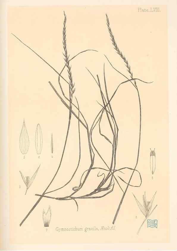 Reproducción/Reproduction 48308542767: The indigenous grasses of New Zealand.. Wellington, N. Z.,by authority, G. Didsbury, Govt. Printer,1878-1880.. 