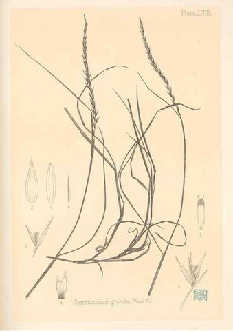 Reproducción/Reproduction 48308542767: The indigenous grasses of New Zealand.. Wellington, N. Z.,by authority, G. Didsbury, Govt. Printer,1878-1880.. 