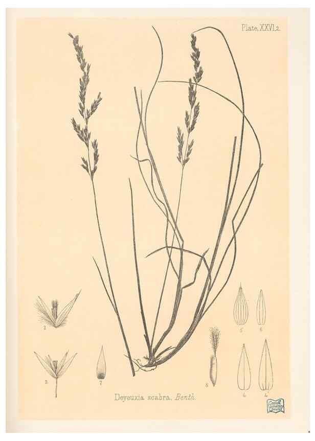 Reproducción/Reproduction 48308430451: The indigenous grasses of New Zealand.. Wellington, N. Z.,by authority, G. Didsbury, Govt. Printer,1878-1880.. 