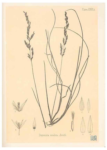 Reproducción/Reproduction 48308430451: The indigenous grasses of New Zealand.. Wellington, N. Z.,by authority, G. Didsbury, Govt. Printer,1878-1880.. 
