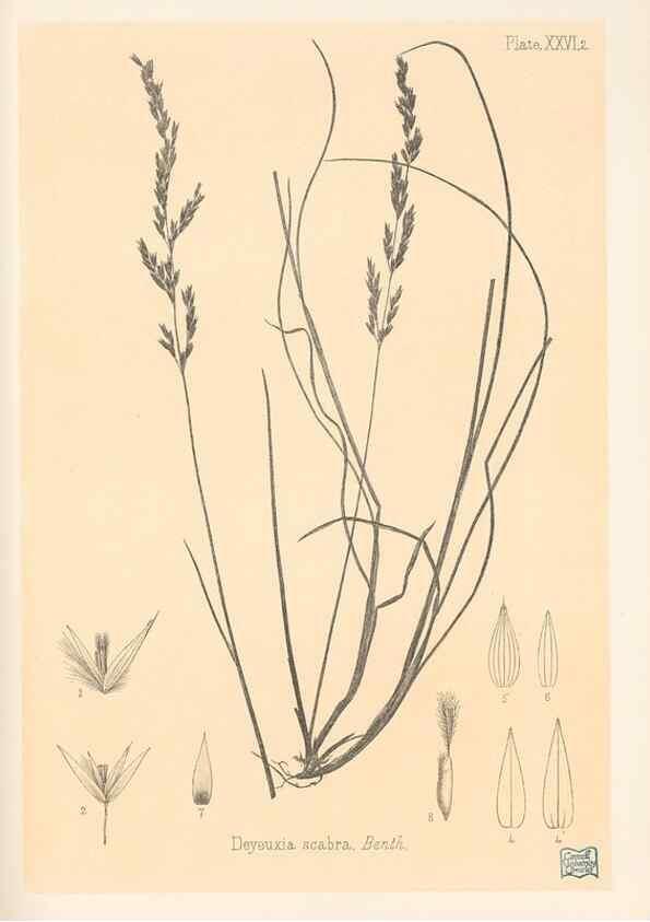 Reproducción/Reproduction 48308430451: The indigenous grasses of New Zealand.. Wellington, N. Z.,by authority, G. Didsbury, Govt. Printer,1878-1880.. 