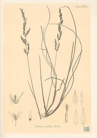 Reproducción/Reproduction 48308430451: The indigenous grasses of New Zealand.. Wellington, N. Z.,by authority, G. Didsbury, Govt. Printer,1878-1880.. 