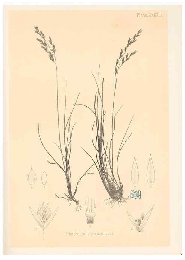 Reproducción/Reproduction 48308430851: The indigenous grasses of New Zealand.. Wellington, N. Z.,by authority, G. Didsbury, Govt. Printer,1878-1880.. 