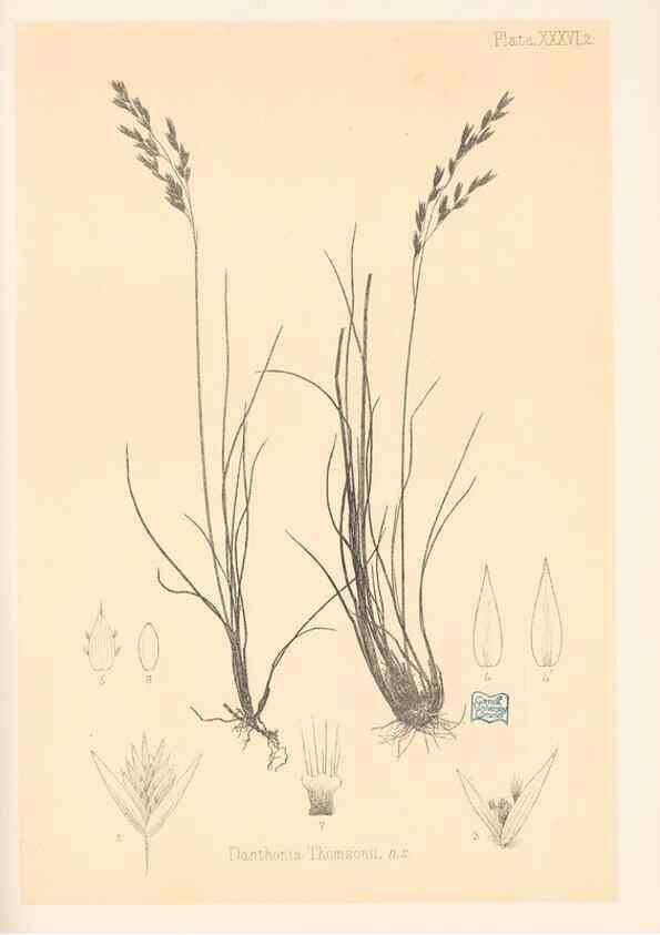 Reproducción/Reproduction 48308430851: The indigenous grasses of New Zealand.. Wellington, N. Z.,by authority, G. Didsbury, Govt. Printer,1878-1880.. 