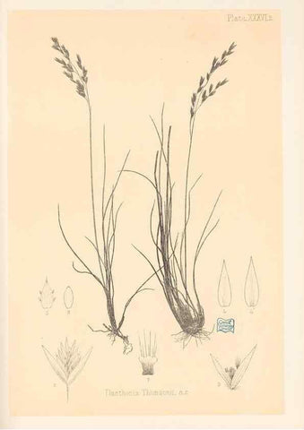 Reproducción/Reproduction 48308430851: The indigenous grasses of New Zealand.. Wellington, N. Z.,by authority, G. Didsbury, Govt. Printer,1878-1880.. 