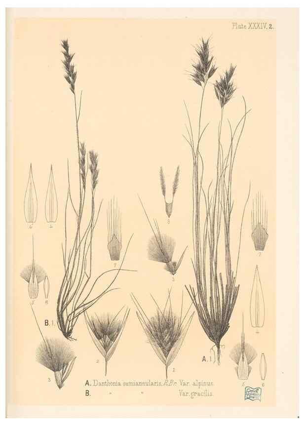 Reproducción/Reproduction 48308544472: The indigenous grasses of New Zealand.. Wellington, N. Z.,by authority, G. Didsbury, Govt. Printer,1878-1880.. 