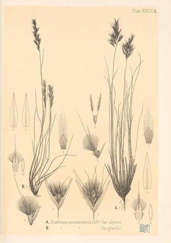 Reproducción/Reproduction 48308544472: The indigenous grasses of New Zealand.. Wellington, N. Z.,by authority, G. Didsbury, Govt. Printer,1878-1880.. 