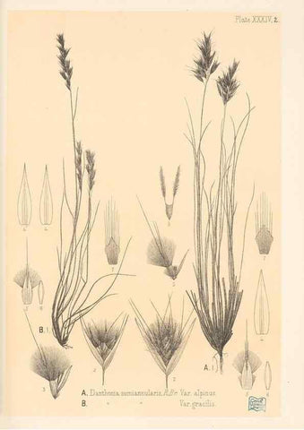 Reproducción/Reproduction 48308544472: The indigenous grasses of New Zealand.. Wellington, N. Z.,by authority, G. Didsbury, Govt. Printer,1878-1880.. 