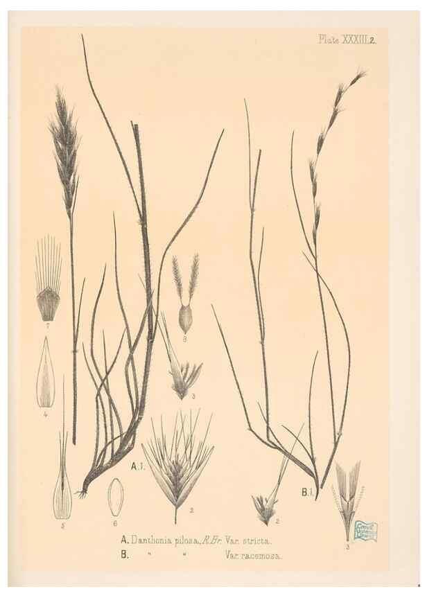 Reproducción/Reproduction 48308431741: The indigenous grasses of New Zealand.. Wellington, N. Z.,by authority, G. Didsbury, Govt. Printer,1878-1880.. 