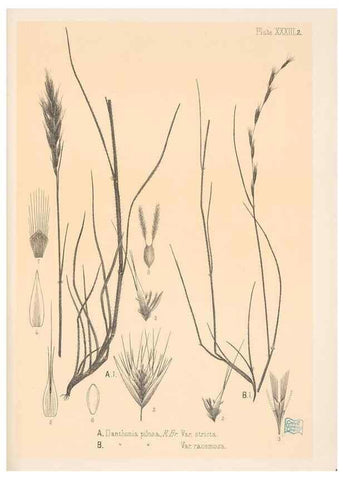 Reproducción/Reproduction 48308431741: The indigenous grasses of New Zealand.. Wellington, N. Z.,by authority, G. Didsbury, Govt. Printer,1878-1880.. 