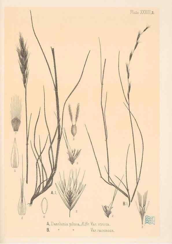 Reproducción/Reproduction 48308431741: The indigenous grasses of New Zealand.. Wellington, N. Z.,by authority, G. Didsbury, Govt. Printer,1878-1880.. 