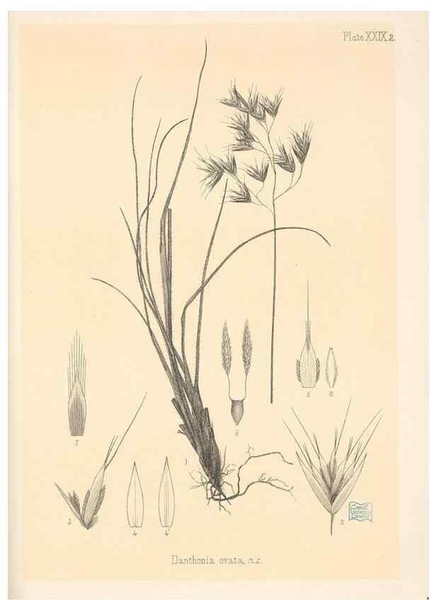 Reproducción/Reproduction 48308545407: The indigenous grasses of New Zealand.. Wellington, N. Z.,by authority, G. Didsbury, Govt. Printer,1878-1880.. 