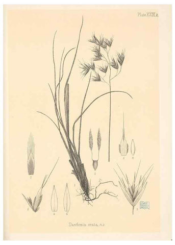 Reproducción/Reproduction 48308545407: The indigenous grasses of New Zealand.. Wellington, N. Z.,by authority, G. Didsbury, Govt. Printer,1878-1880.. 
