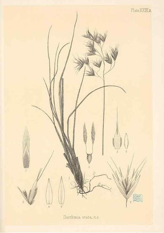 Reproducción/Reproduction 48308545407: The indigenous grasses of New Zealand.. Wellington, N. Z.,by authority, G. Didsbury, Govt. Printer,1878-1880.. 