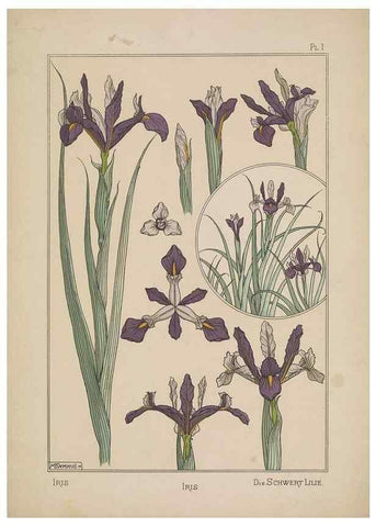 Reproducción/Reproduction 48309045452: La plante et ses applications ornementales /. Paris :Librairie Centrale des Beaux-Arts, E. Lévy, éditeur ...[1896]. 