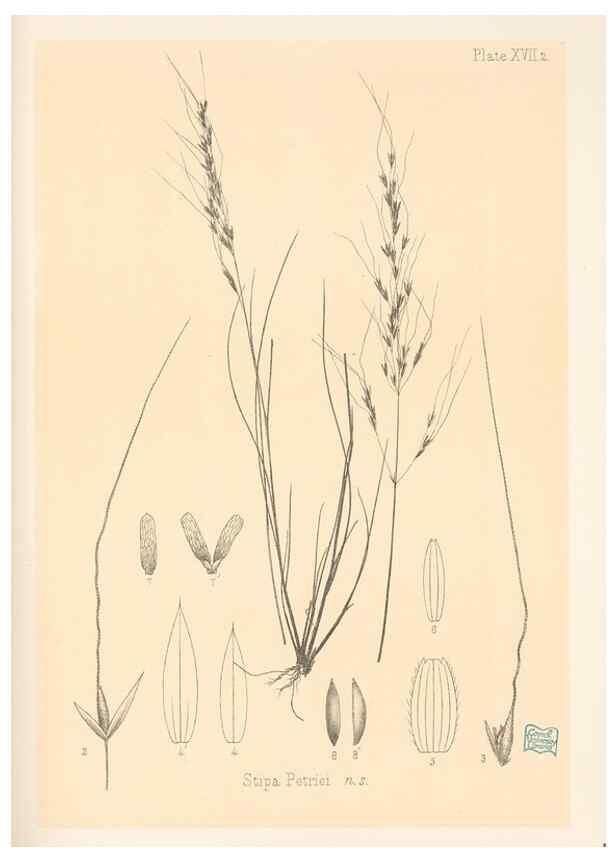 Reproducción/Reproduction 48308543277: The indigenous grasses of New Zealand.. Wellington, N. Z.,by authority, G. Didsbury, Govt. Printer,1878-1880.. 