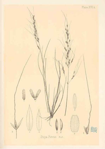 Reproducción/Reproduction 48308543277: The indigenous grasses of New Zealand.. Wellington, N. Z.,by authority, G. Didsbury, Govt. Printer,1878-1880.. 