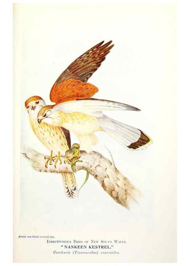 Reproducción/Reproduction 48307597326: Some useful Australian birds /. Sydney :W.A. Gullick, Govt. Printer,1921.. 