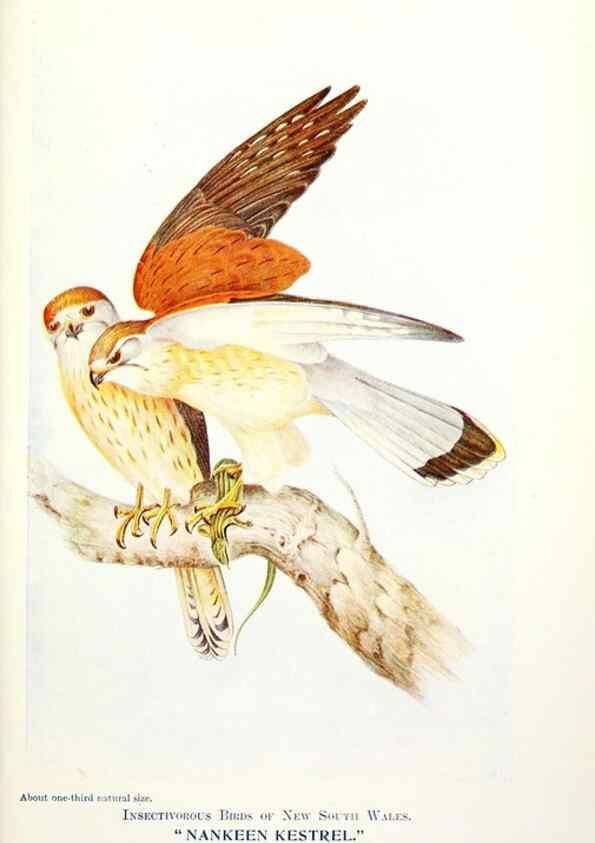 Reproducción/Reproduction 48307597326: Some useful Australian birds /. Sydney :W.A. Gullick, Govt. Printer,1921.. 