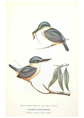 Reproducción/Reproduction 48307596871: Some useful Australian birds /. Sydney :W.A. Gullick, Govt. Printer,1921.. 