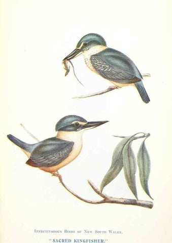 Reproducción/Reproduction 48307596871: Some useful Australian birds /. Sydney :W.A. Gullick, Govt. Printer,1921.. 