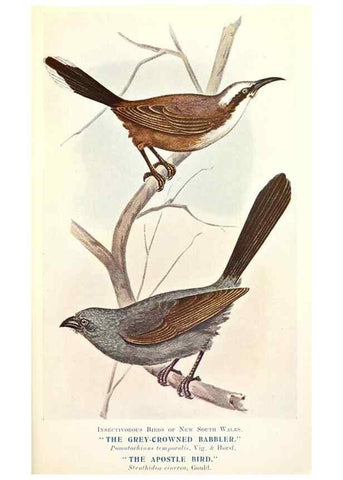 Reproducción/Reproduction 48307708937: Some useful Australian birds /. Sydney :W.A. Gullick, Govt. Printer,1921.. 