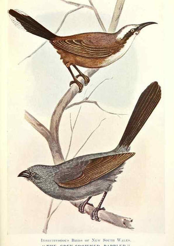 Reproducción/Reproduction 48307708937: Some useful Australian birds /. Sydney :W.A. Gullick, Govt. Printer,1921.. 