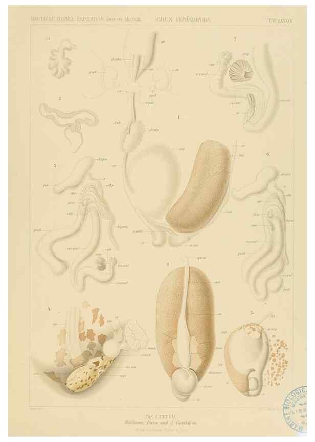 Reproducción/Reproduction 48307310227: Die Cephalopoden,. [Jena],G. Fischer,1910-1915.. 