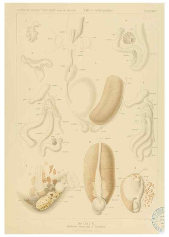 Reproducción/Reproduction 48307310227: Die Cephalopoden,. [Jena],G. Fischer,1910-1915.. 