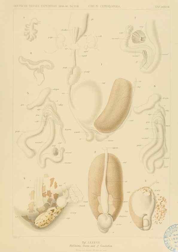 Reproducción/Reproduction 48307310227: Die Cephalopoden,. [Jena],G. Fischer,1910-1915.. 