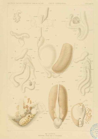 Reproducción/Reproduction 48307310227: Die Cephalopoden,. [Jena],G. Fischer,1910-1915.. 