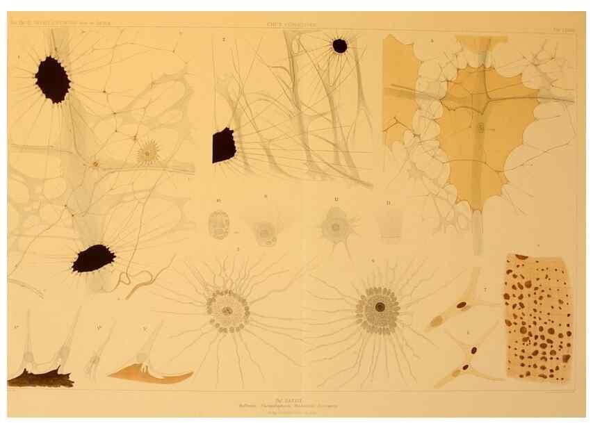 Reproducción/Reproduction 48307197731: Die Cephalopoden,. [Jena],G. Fischer,1910-1915.. 