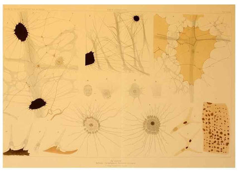 Reproducción/Reproduction 48307197731: Die Cephalopoden,. [Jena],G. Fischer,1910-1915.. 