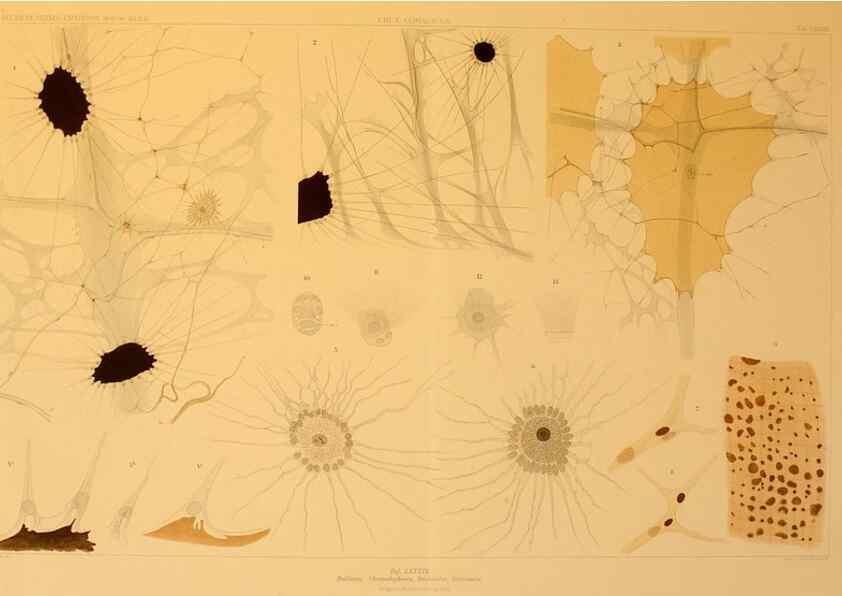 Reproducción/Reproduction 48307197731: Die Cephalopoden,. [Jena],G. Fischer,1910-1915.. 