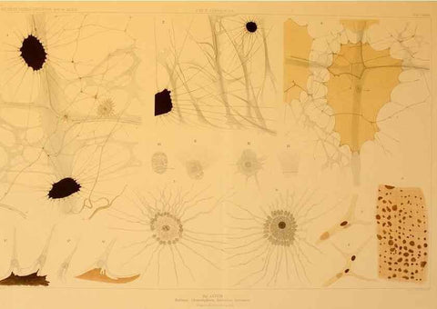 Reproducción/Reproduction 48307197731: Die Cephalopoden,. [Jena],G. Fischer,1910-1915.. 