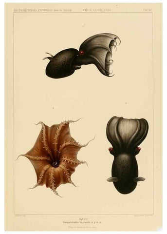 Reproducción/Reproduction 48307198116: Die Cephalopoden,. [Jena],G. Fischer,1910-1915.. 