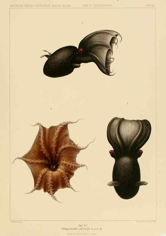 Reproducción/Reproduction 48307198116: Die Cephalopoden,. [Jena],G. Fischer,1910-1915.. 