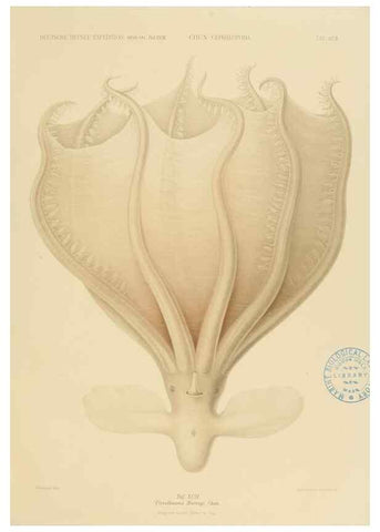 Reproducción/Reproduction 48307198376: Die Cephalopoden,. [Jena],G. Fischer,1910-1915.. 