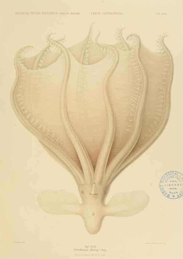 Reproducción/Reproduction 48307198376: Die Cephalopoden,. [Jena],G. Fischer,1910-1915.. 
