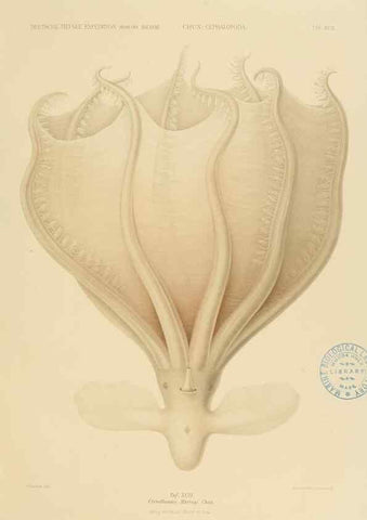 Reproducción/Reproduction 48307198376: Die Cephalopoden,. [Jena],G. Fischer,1910-1915.. 