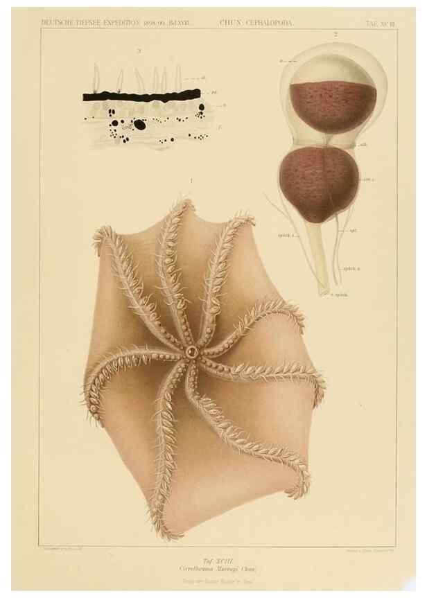 Reproducción/Reproduction 48307311797: Die Cephalopoden,. [Jena],G. Fischer,1910-1915.. 